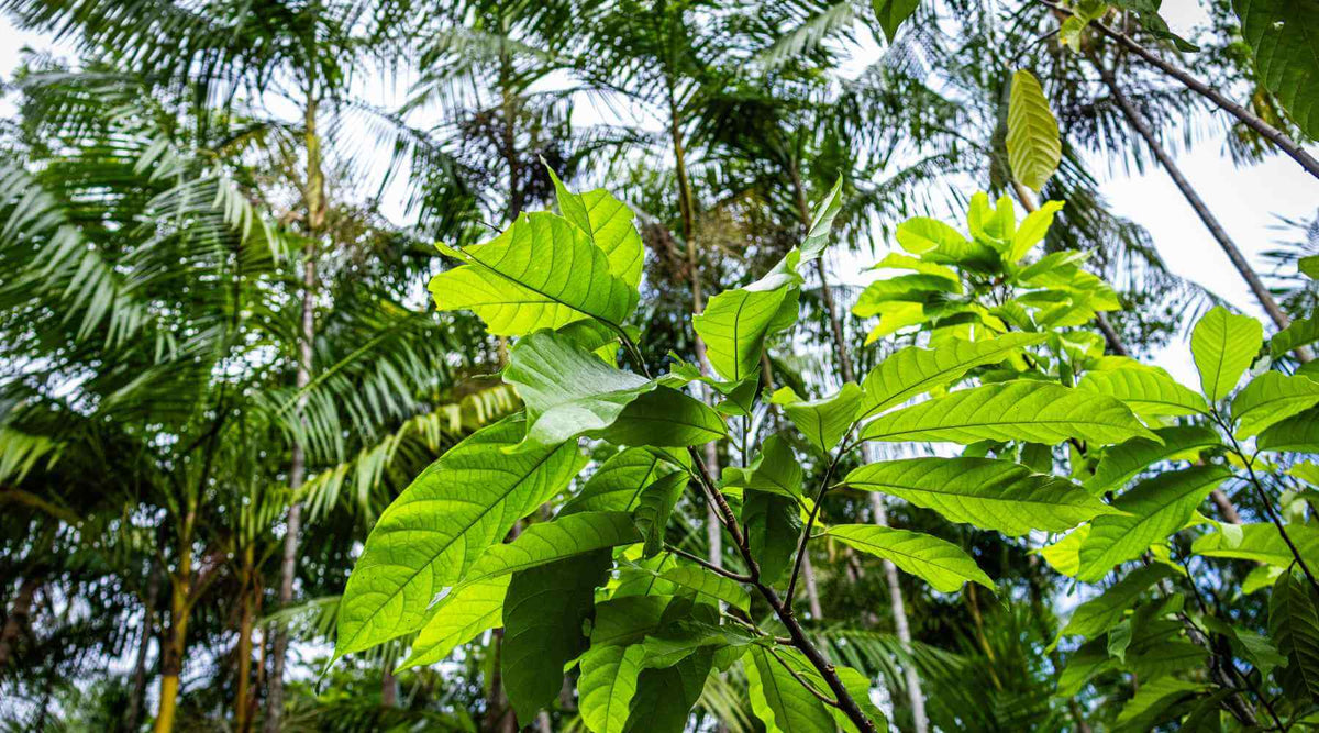 Qu'est-ce que l'agroforesterie ?