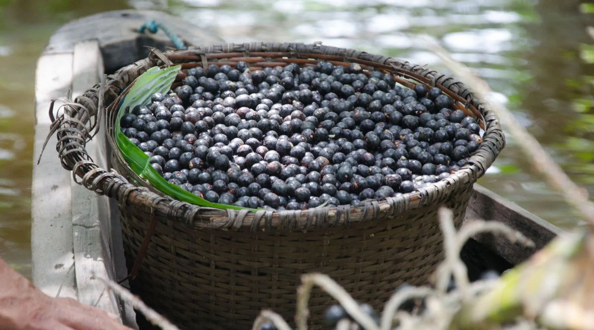 Panier de baies d'açai