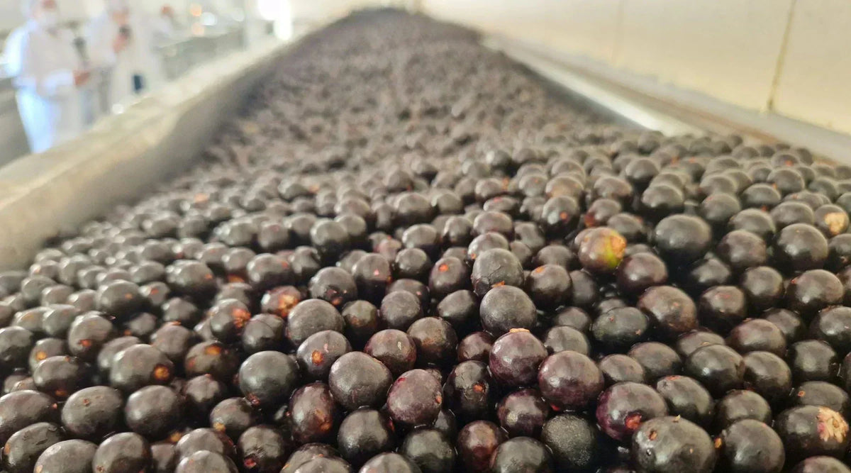 Comment est transformé l’acai en usine ? Du fruit à la purée surgelée