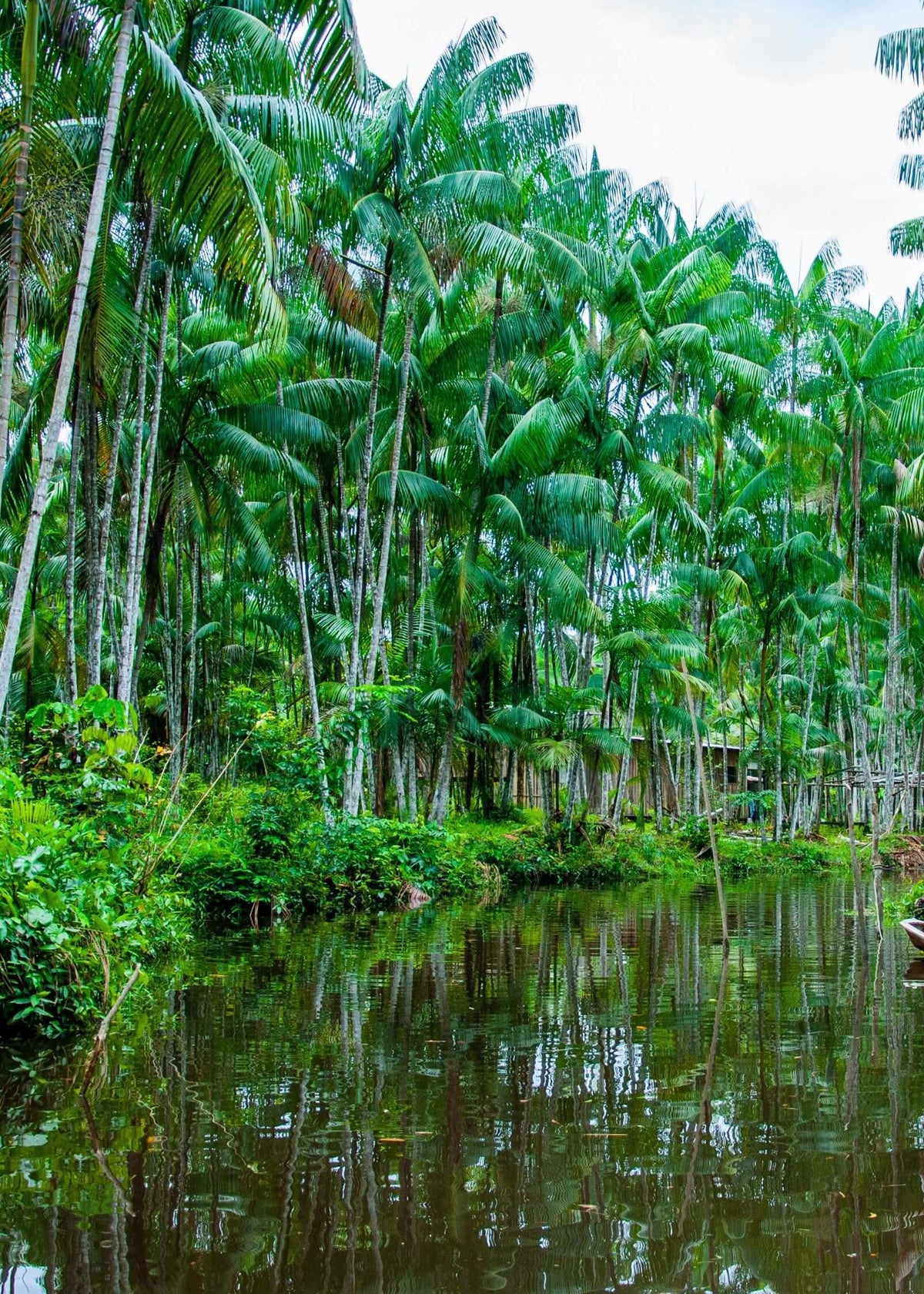 acai forest in Brazil